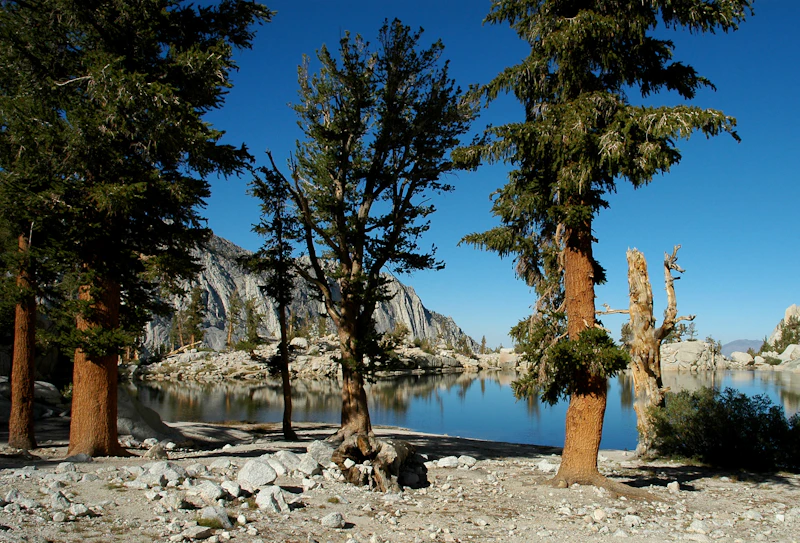 Pinus albicaulis P balfouriana cwsteeds-Lone-Pine-Lake-Inyo-NF