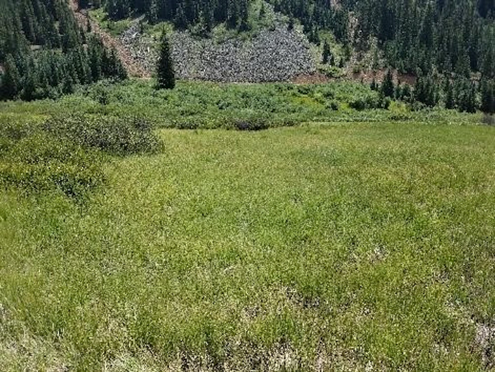 Plot 1 July 25 2018