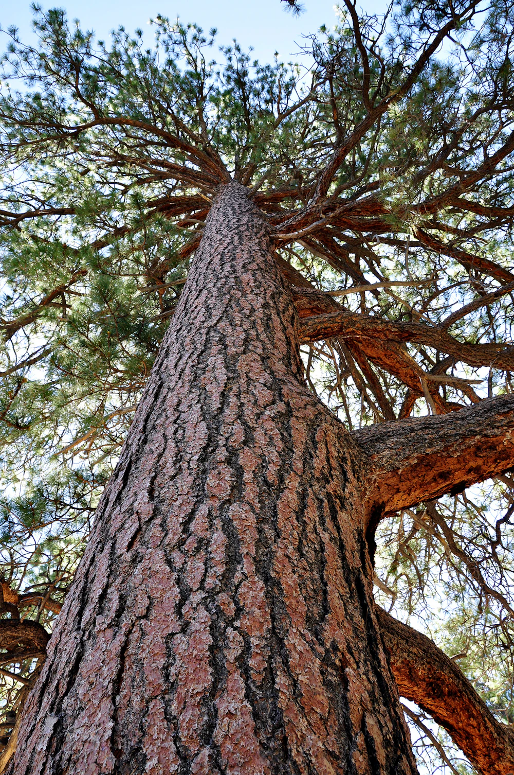 Top Ten Tree Species We Plant on National Forests  National Forest  Foundation