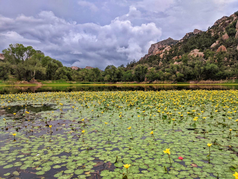 lily pads in a large pond