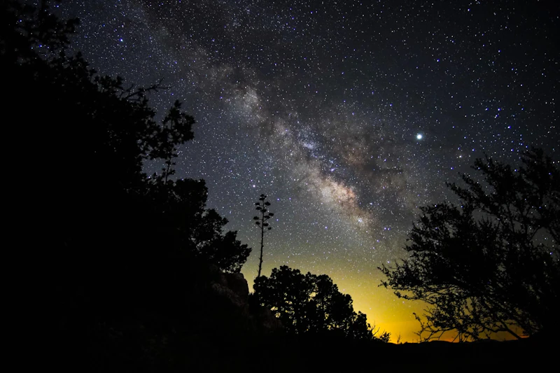 Night sky illuminates trees at night