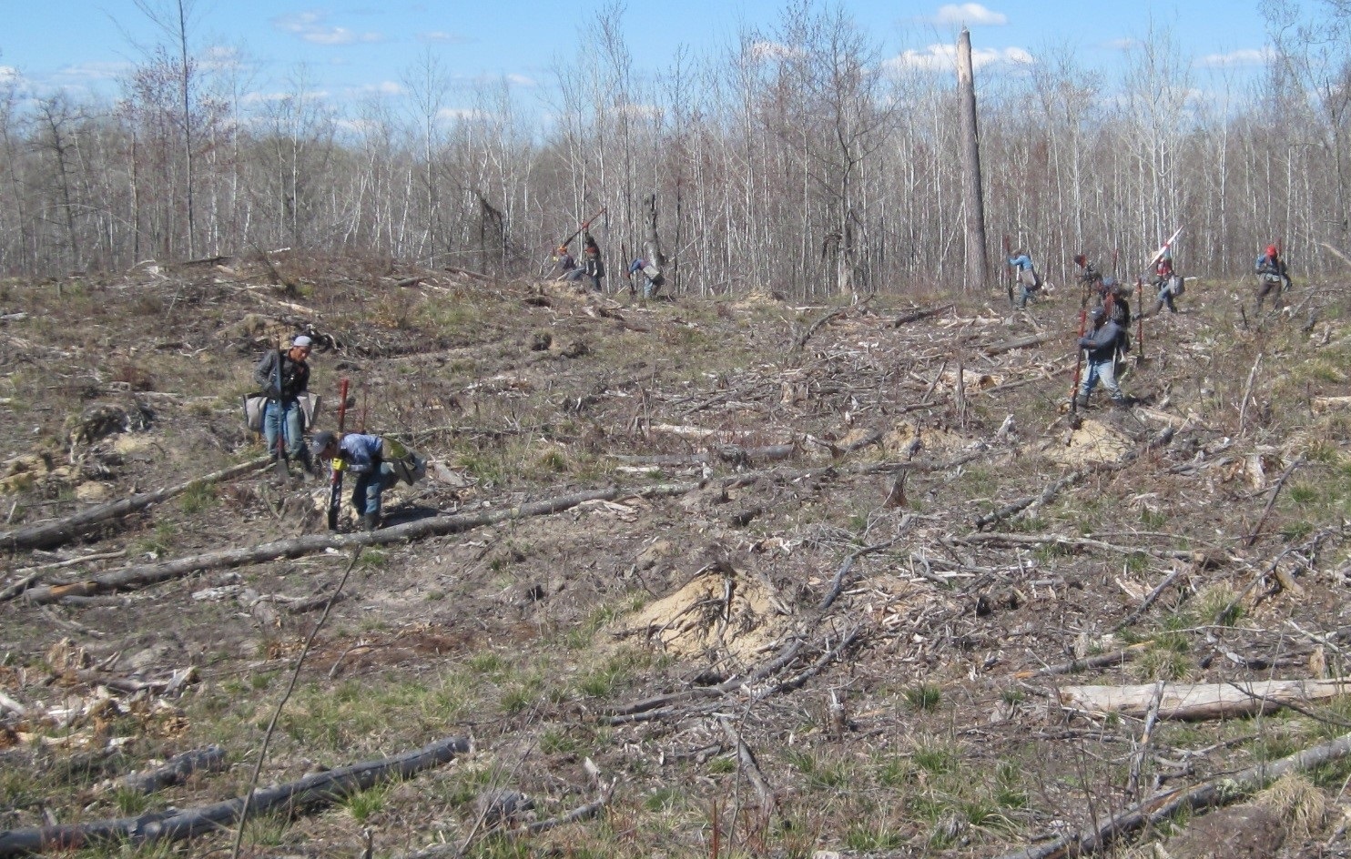 Reforesting the Mississippi River Headwaters — National Forest