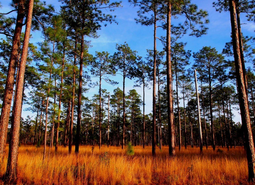 Randy Tate, The Longleaf Alliance