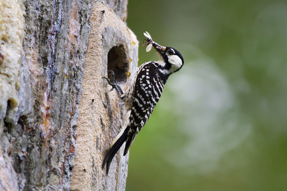 Red Cockaded Woodpecker Credit Usda