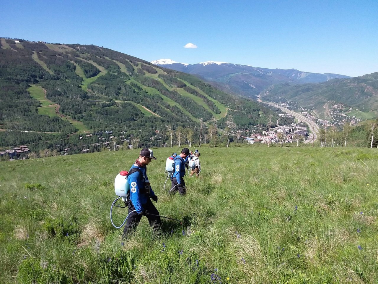 Fighting Invasive Plants on Colorado’s Gore Creek — National Forest ...