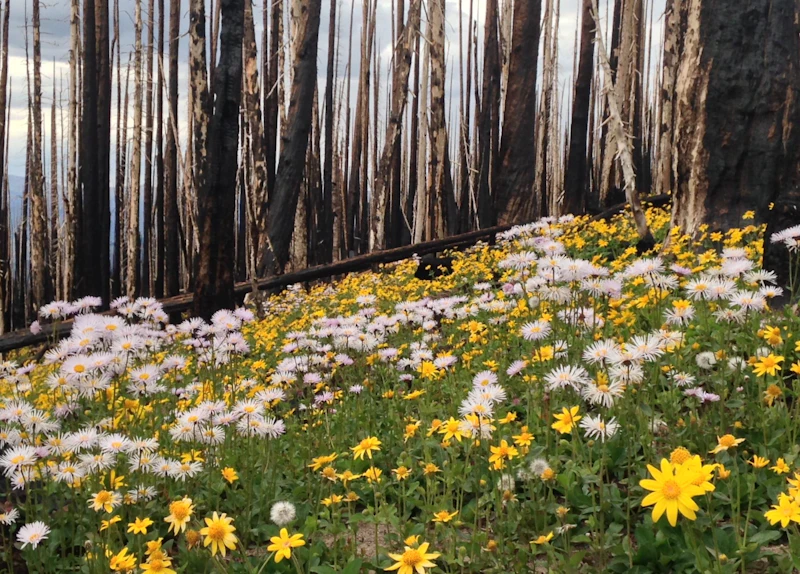 Wildflowers in a burn scar.