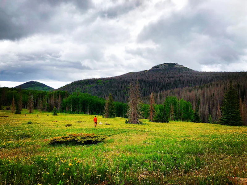 Hiker in a field of wildflowers.