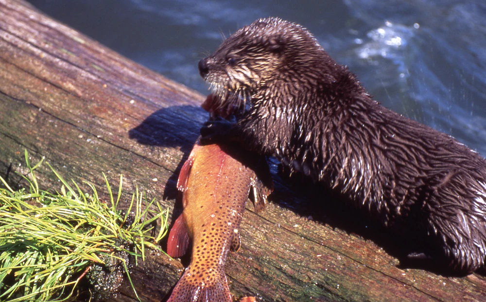 otter with a fish on a log