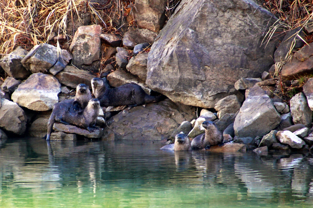 family of otters on rocks by water
