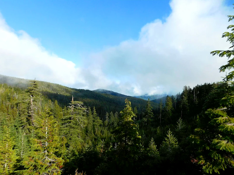 Wooded mountains.