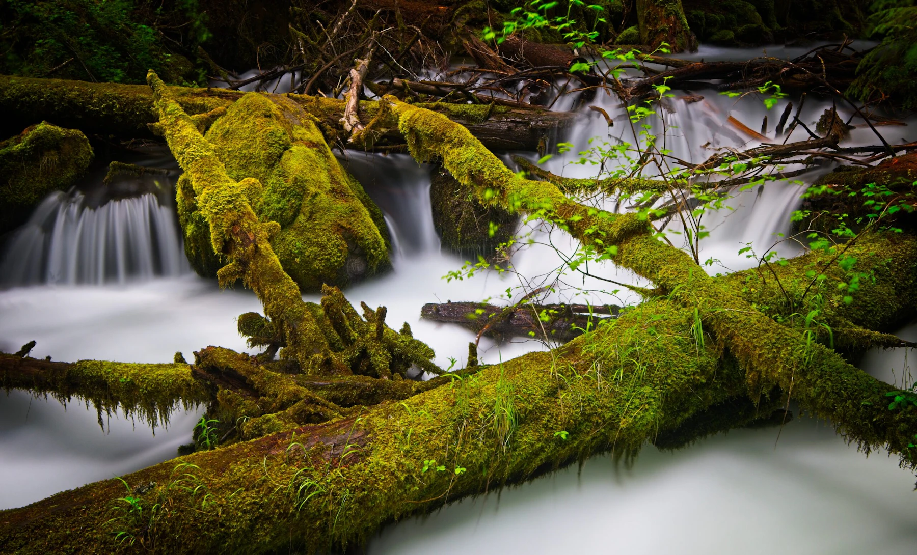 River in moss covered woodlands.