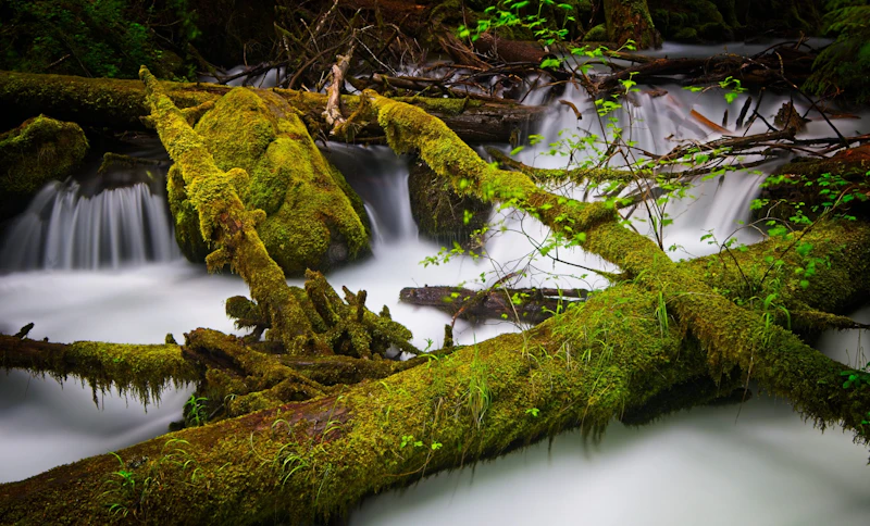 River in moss covered woodlands.
