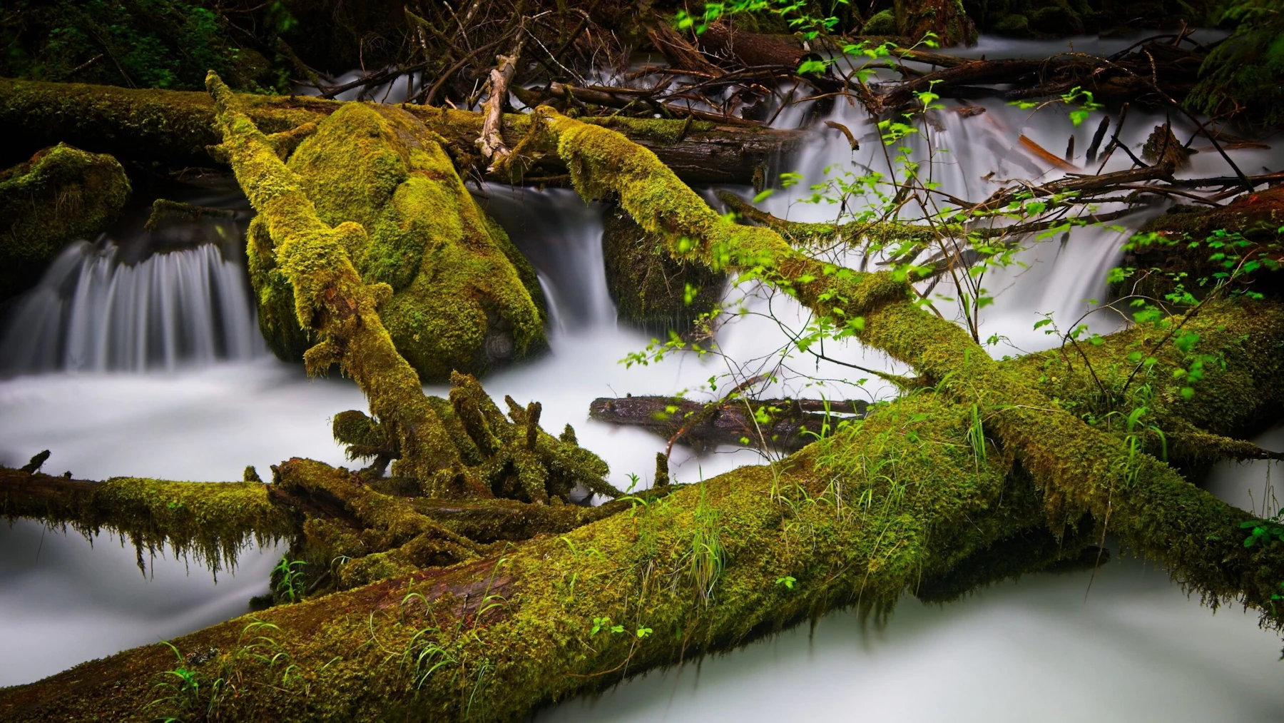 Rogue River GARY GWALTNEY 13737