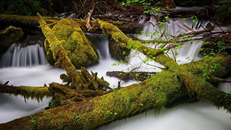 Rogue River GARY GWALTNEY 13737
