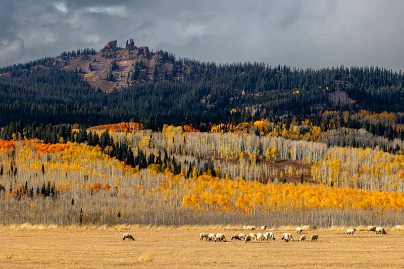 Sheep grave beneath an alpine aspen grove in the fall.
