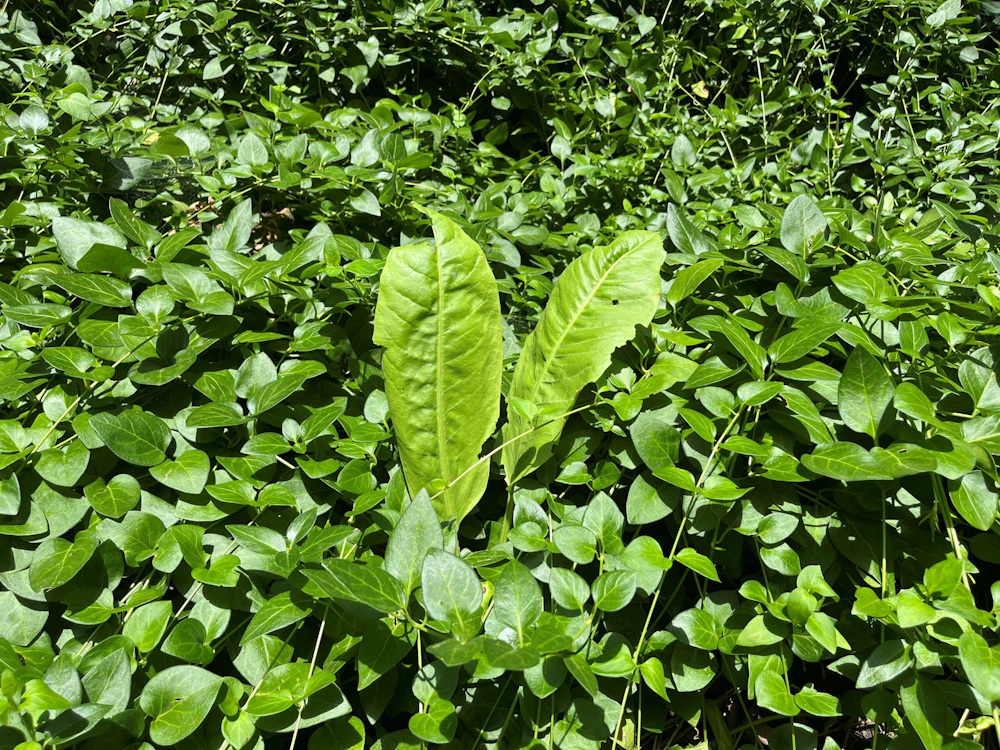Rumex Vinca 2