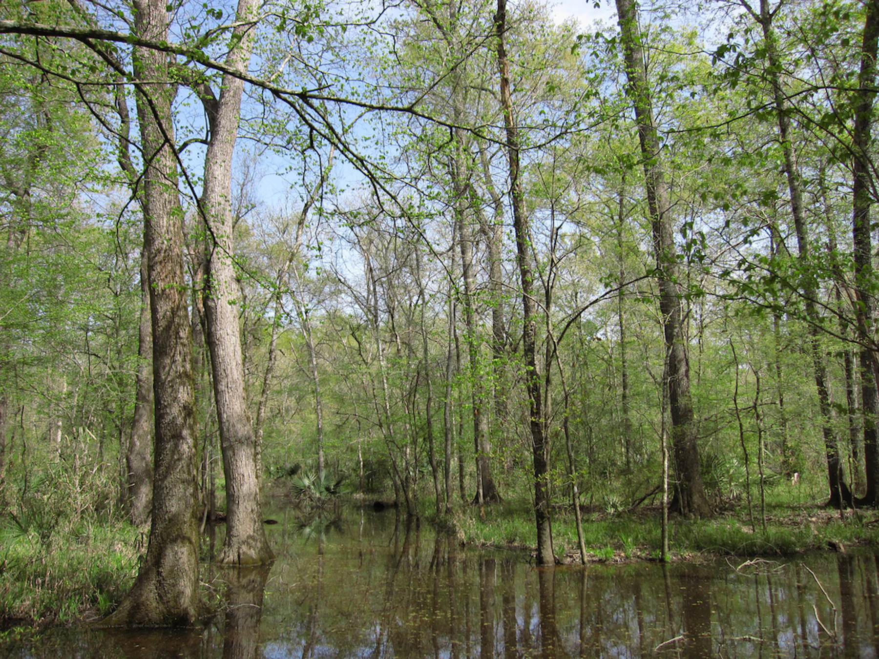 Sam Houston Nf Hardwood Swamp Cm195902 Flickr Creative Commons