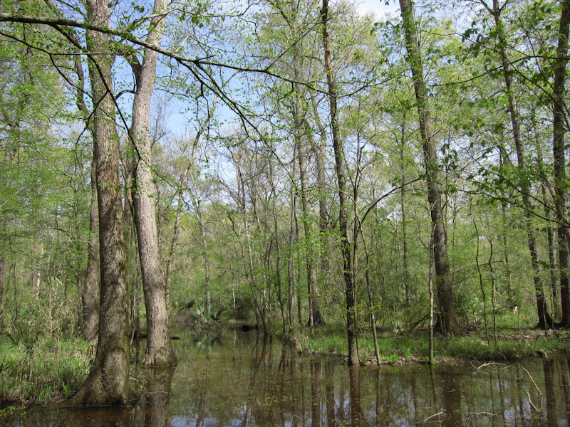 Sam Houston Nf Hardwood Swamp Cm195902 Flickr Creative Commons