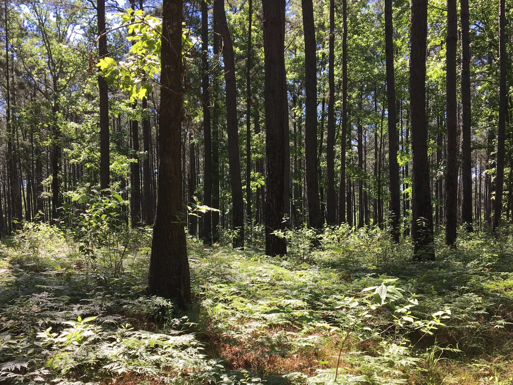 Sam Houston NF Sally Willms cropped
