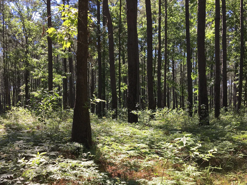 Sam Houston NF Sally Willms cropped