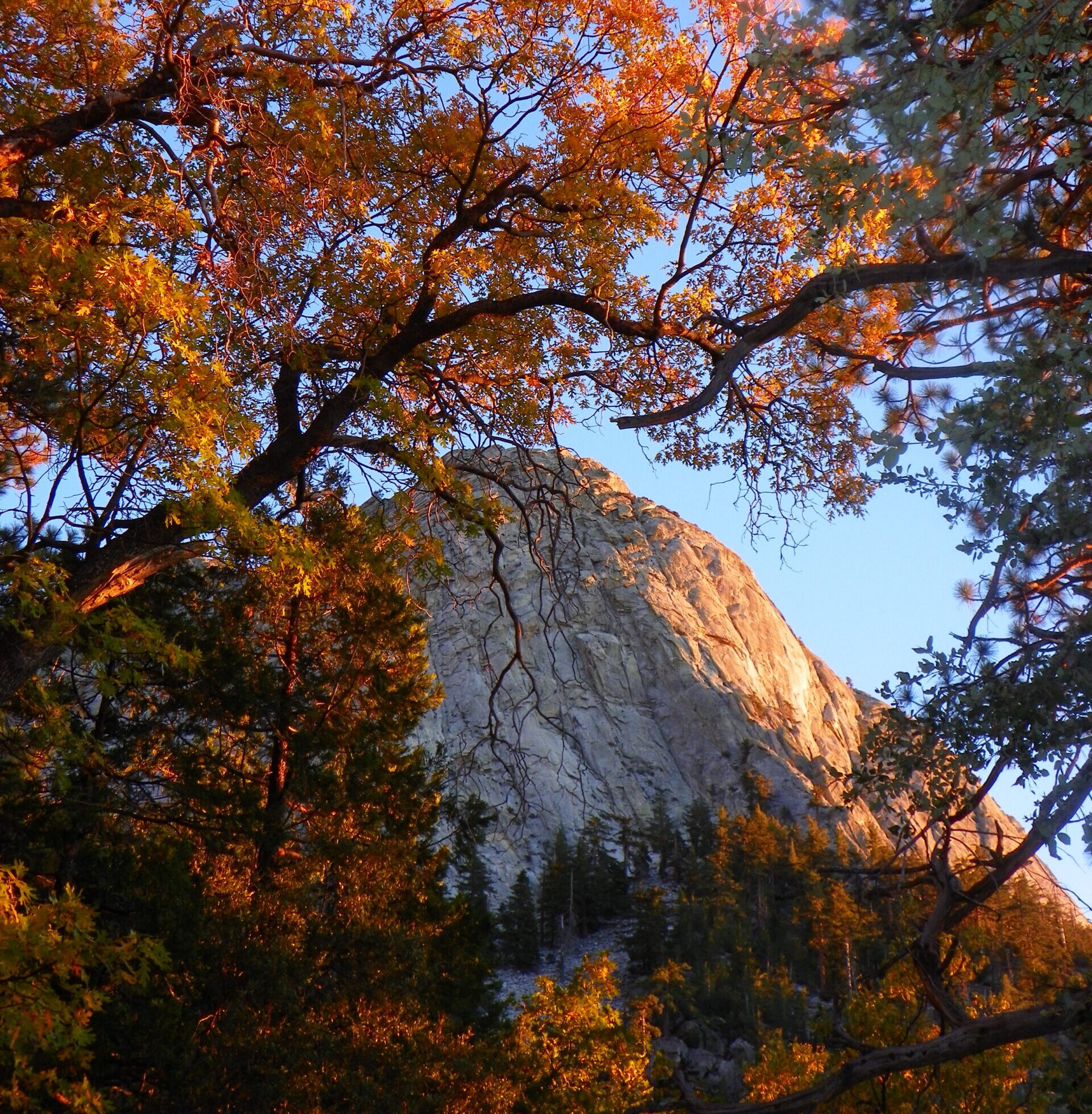 View of a rocky cliff through autumn oaks.