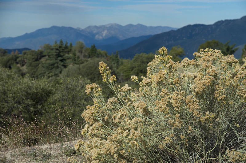 San Bernardino Nf Usfs