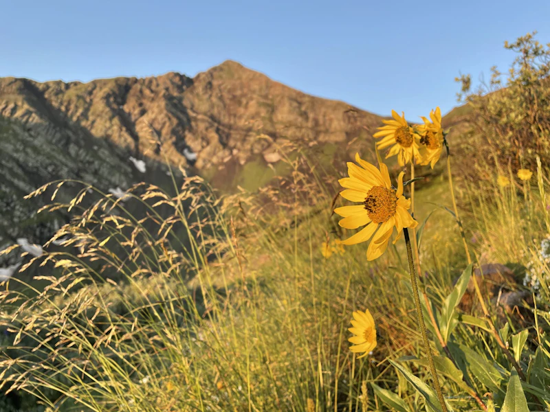 Wildflower.