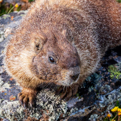 Marmot.