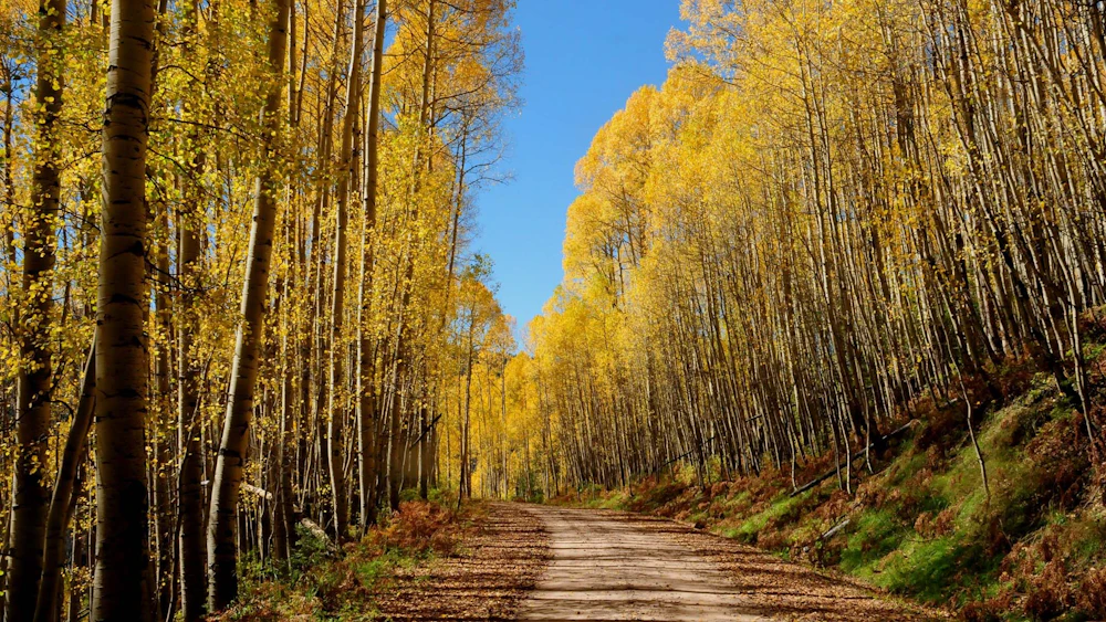 dirt road through tall yellow aspen trees