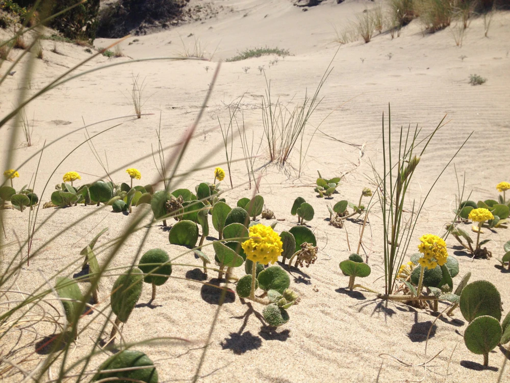 Sand Verbena1