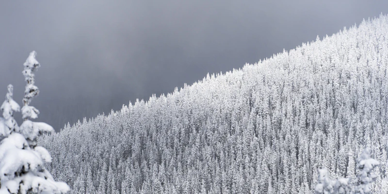 Snowy trees.