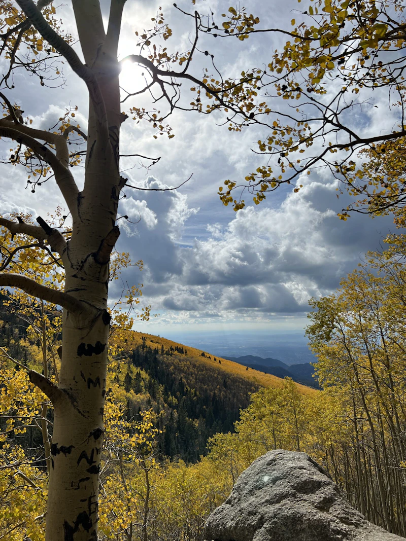 View of an aspen in the grove.