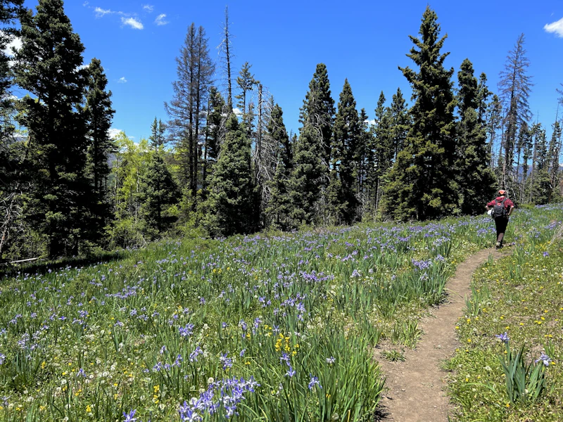 Hiking through a wildflower field.