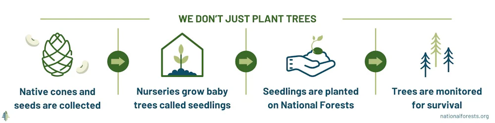 1. Collect cones and seeds. 2. Grow seedlings in nurseries. 3. Plant seedlings on National Forests. 5. Monitor trees for survival.