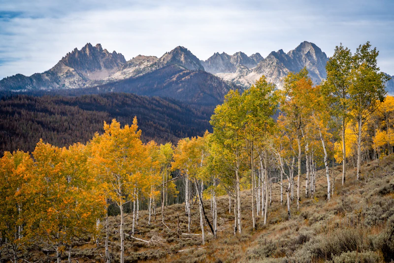Bright orange aspen trees against mountains.