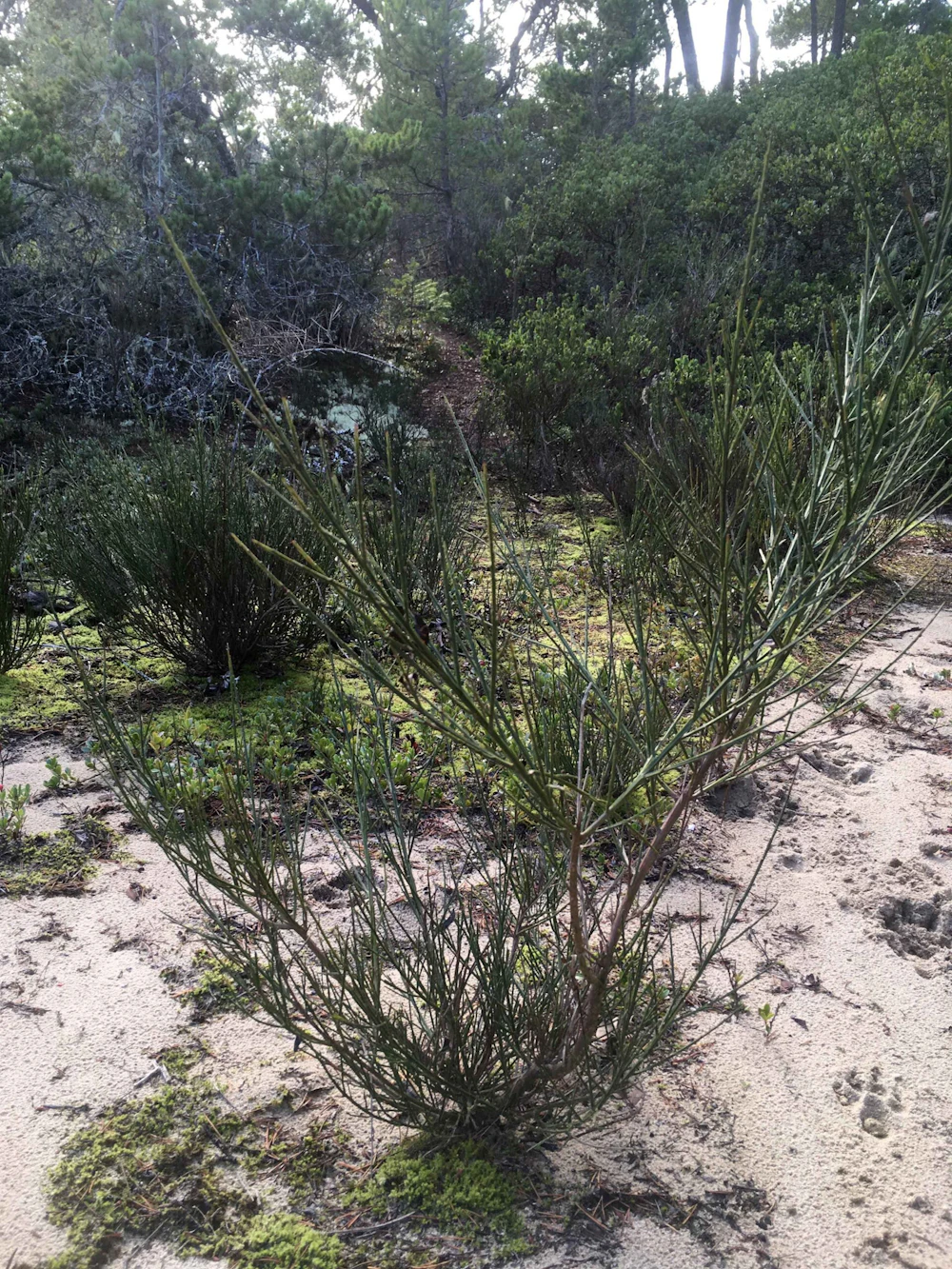 Scotch Broom