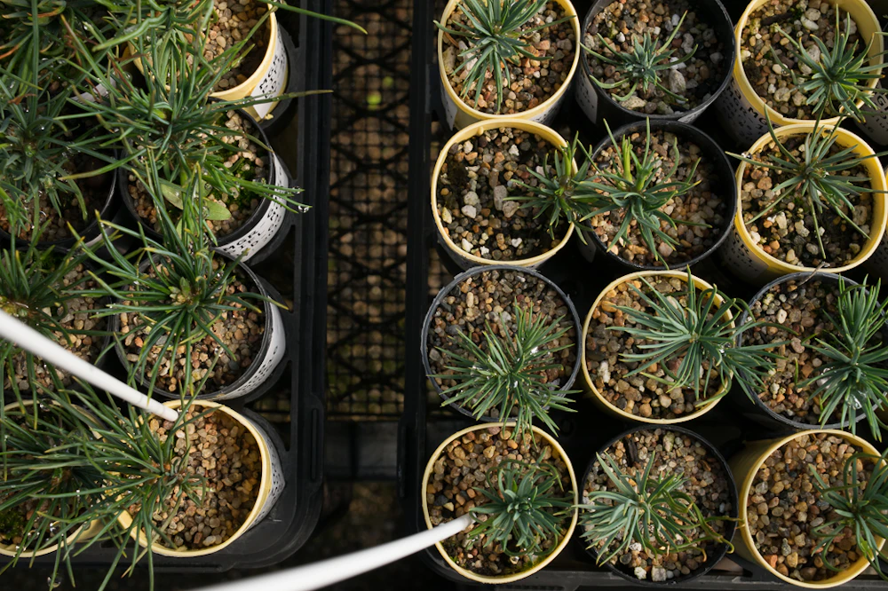 Seedling USFS