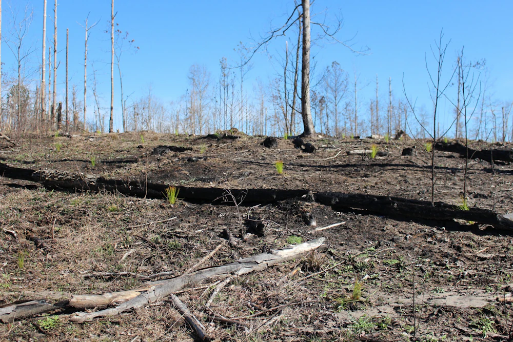 Seedlings Photo By The Longleaf Alliance