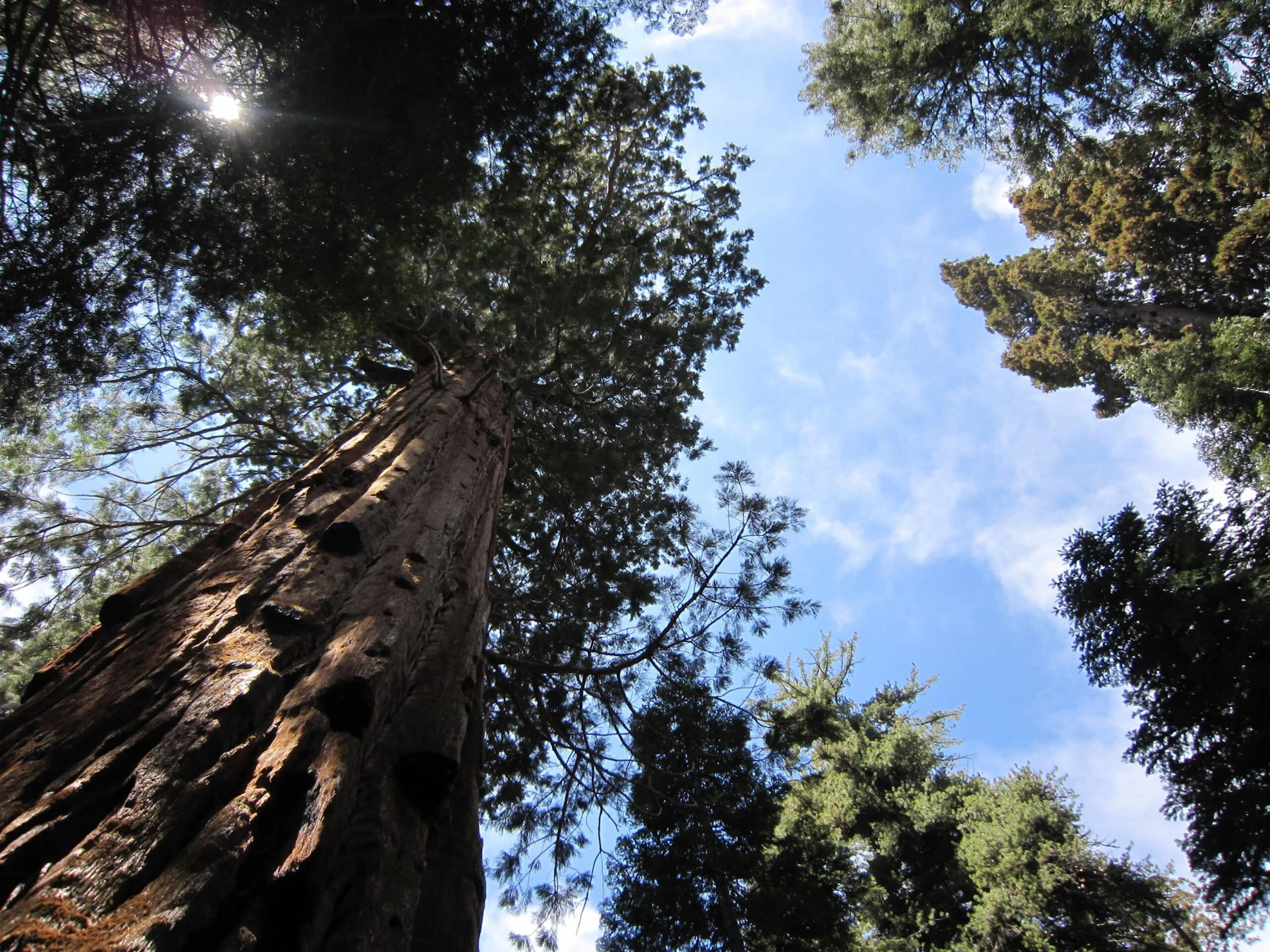 Sequoia-NF 30 Nerissa