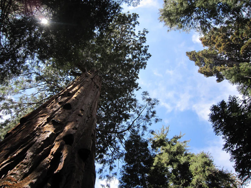 Sequoia-NF 30 Nerissa
