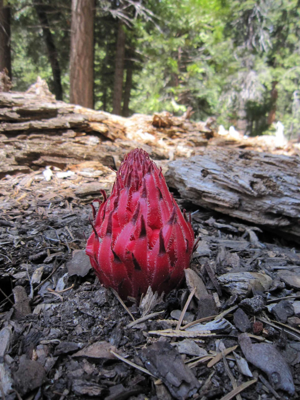 Sequoia-NF 31 Nerissa small