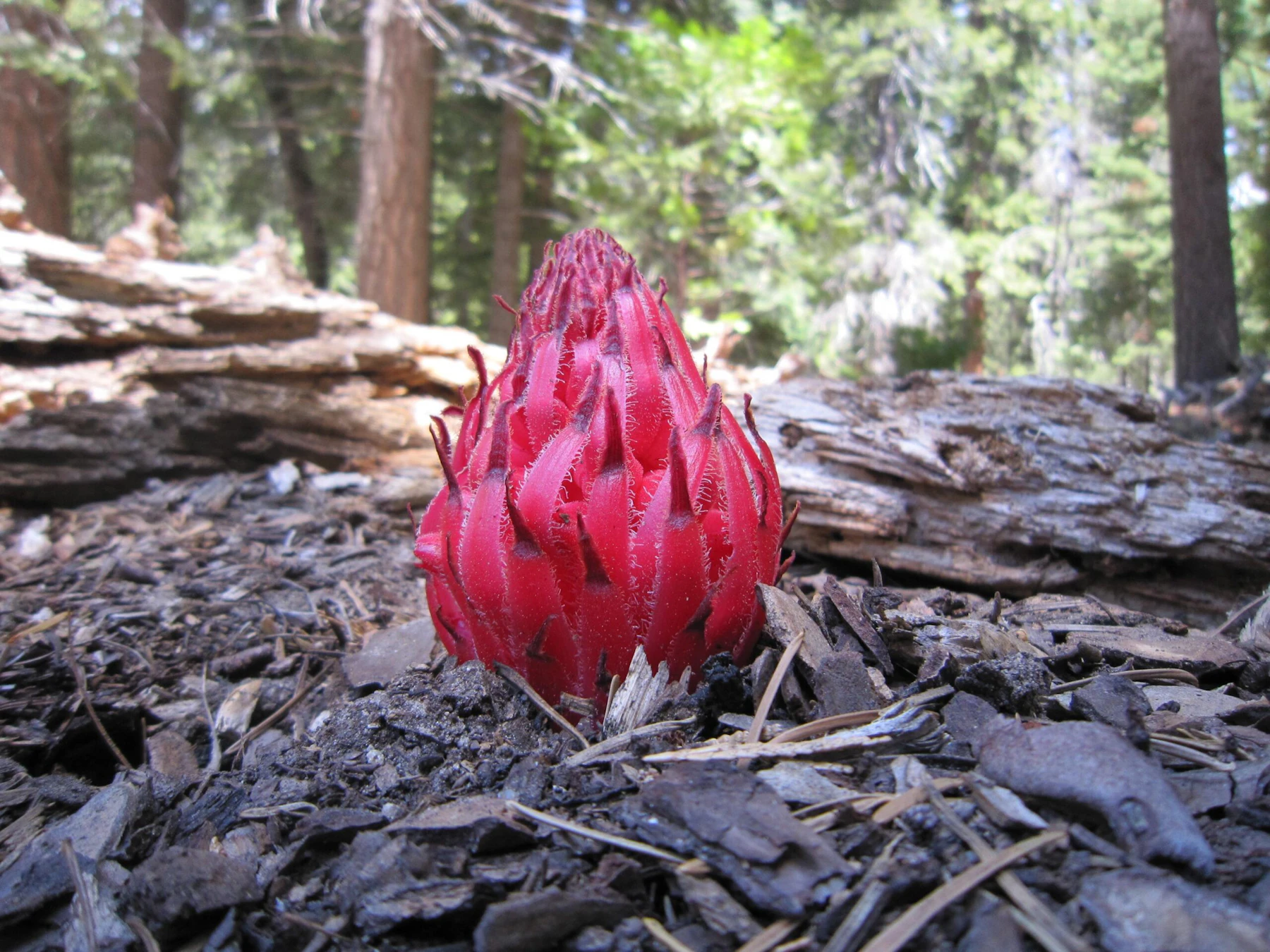 Sequoia-NF 32 Nerissa