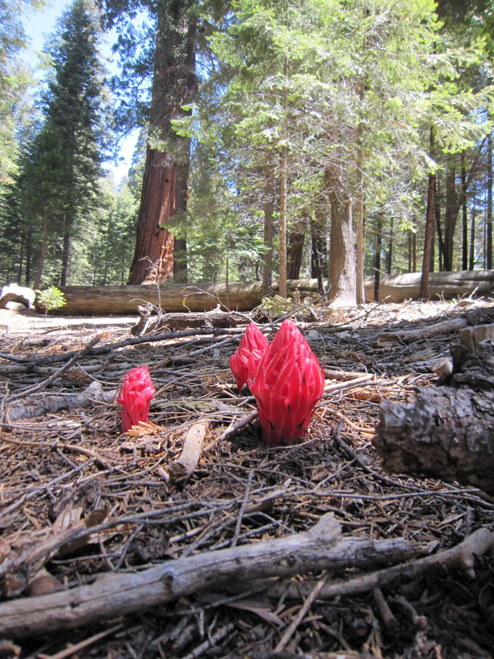 Why the Snow Plant is one of the coolest things you'll see on National  Forests in California  National Forest Foundation
