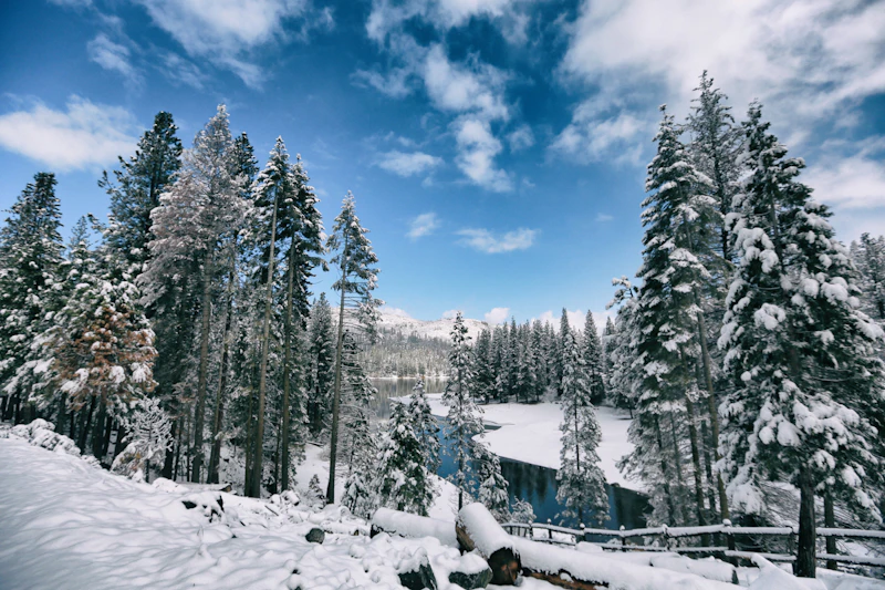 a creek flows through a meadow and forest in winter