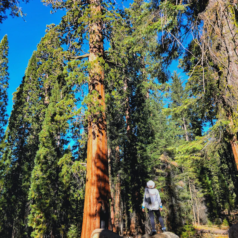 a person looks up at a tall tree in the forest