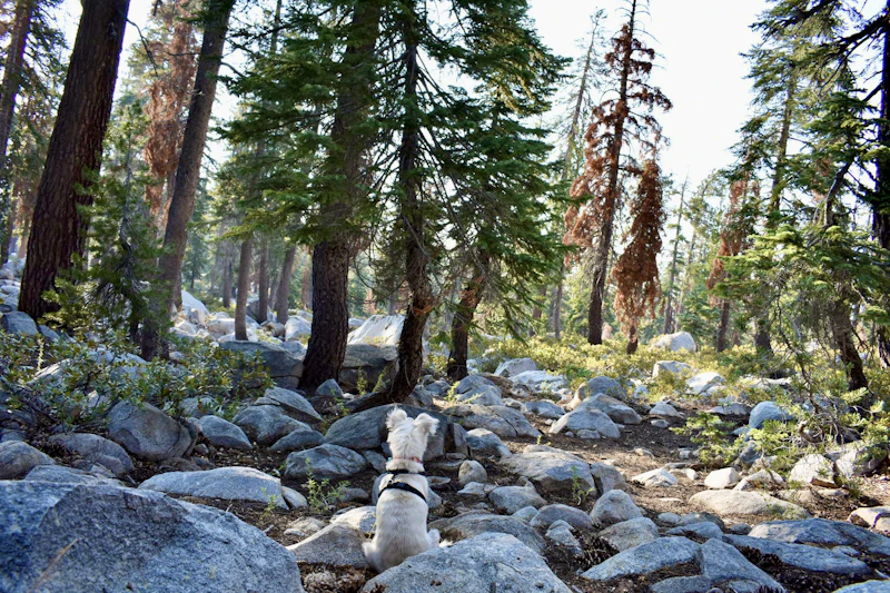 a dog sits on rocks in the forest