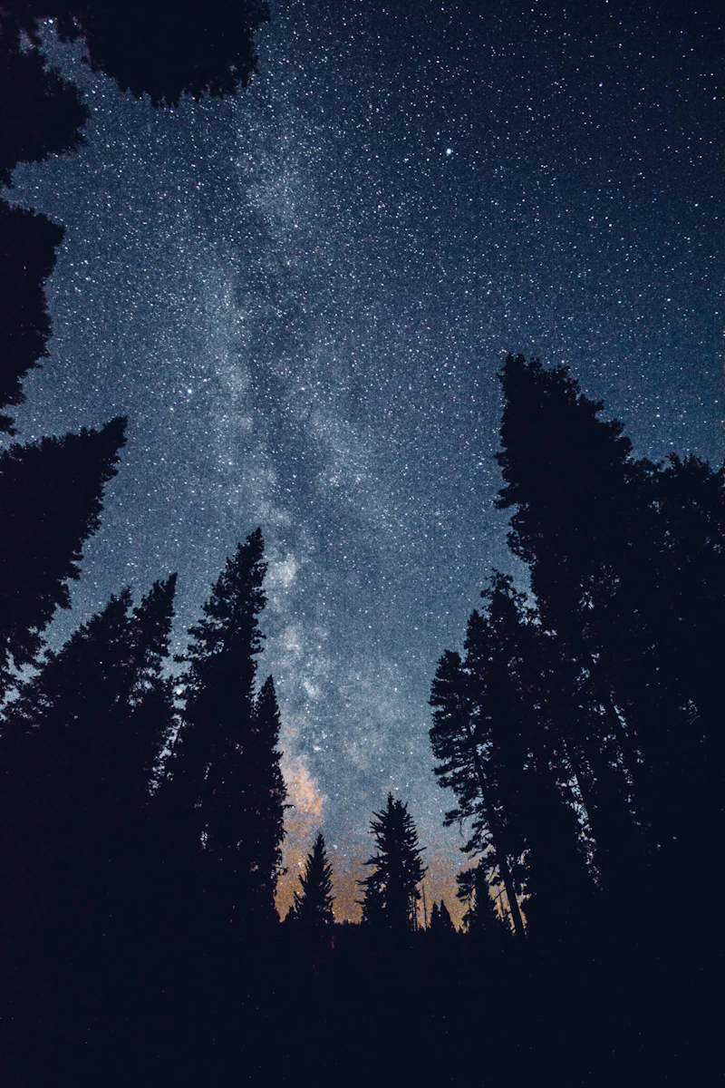 milky way in the night sky in the forest