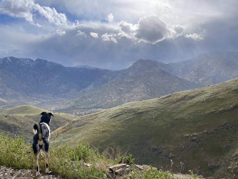 a dog overlooks a mountain valley