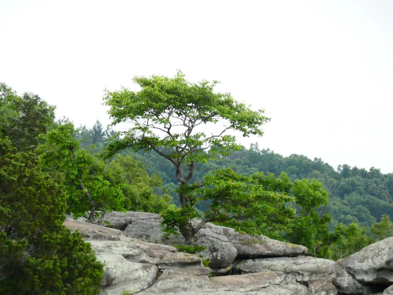 Tree growing from a cliff side.