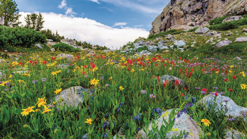 Field of wildflowers.